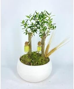Ağacı Bonsai & Beyaz Capo Beton Saksıda Hediyelik Canlı Çiçek BALFLOWERDESİGN-2592