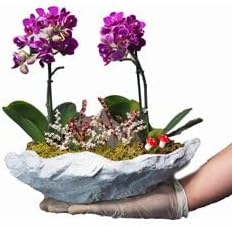 Dal Mini Mor Orkide & Gri Roda Beton Saksıda Hediyelik Canlı Çiçek BALFLOWERDESİGN-2309