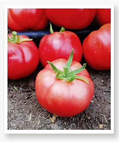 TARIM ATA TOHUMU YERLİ PEMBE KÖY DOMATESİ 100 ADET TOHUM