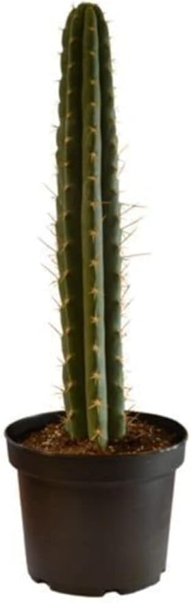 İthal Peru Kaktüsü Tohumu 10 Adet Tohum Kaktüs Tohumu