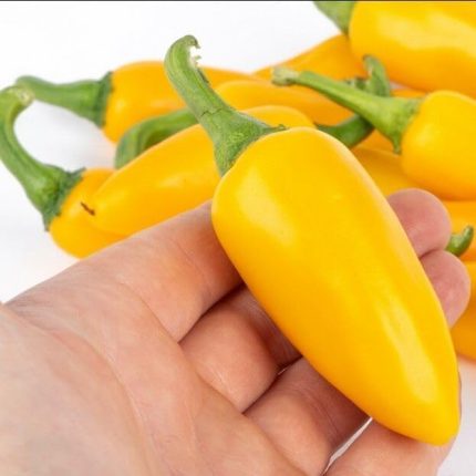 Jalapeno Çok Acı Biber Tohumu (15 Tohum)