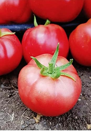 TARIM Ata Tohumu Yerli Pembe Köy Domatesi 1000 Adet Tohum