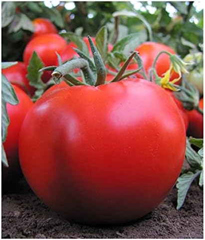 Tarım Ata Tohumu Yerli Sofralık Domates 100 Adet Tohum