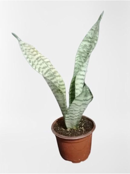 Avantajlı Mini Paşa Kılıcı Sansevieria [30-40Cm ]