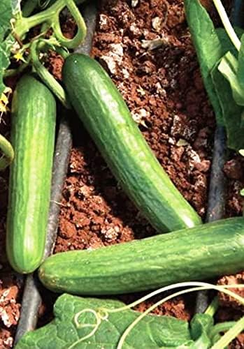 TARIM Ata Tohumu Aranan Reyha Yerli Hıyar Tohumu 100 Adet Tohum