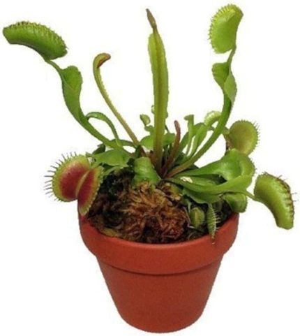 Look Venus Fly Trap Tohumu 5 Adet Tohum Etçil Bitki Etobur Bitki Sinek Kapan TH-8777963100152