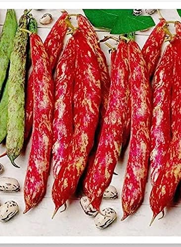 TOHUMU YERLİ OTURAK BARBUNYA EDA 30 ADET TOHUM