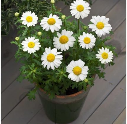 Beyaz Papatya Tohumu (İri Çiçekli) - 25 Tohum