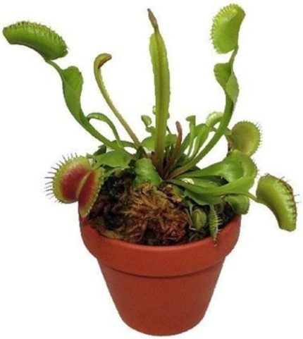 Dünyam Venus Fly Trap Tohumu 5 Adet Tohum Etçil Bitki Etobur Bitki Sinek Kapan
