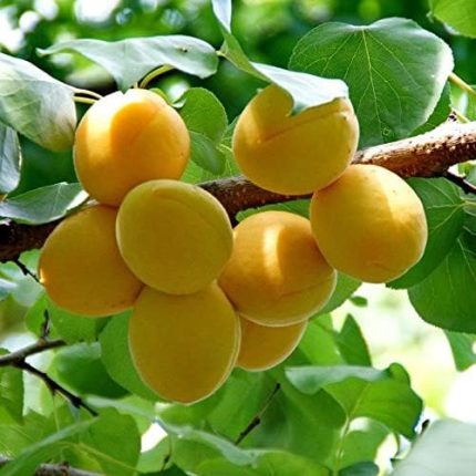 Tüplü Aşılı Çok Tatlı Verimli Aromatik Şekerpare Kayısı Fidanı