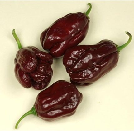 Adet Kahverengi Habanora Acı Biber Tohumu