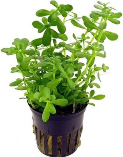 Monnieri Saksı- Canlı Bitki
