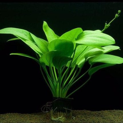 Muricatus 1 Buket 1 Kök Sert Yapraklı Kolay Akvaryum Bitkisi,Canlı Bitki