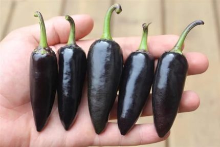 Adet Black Jalapeno Biber Tohumu