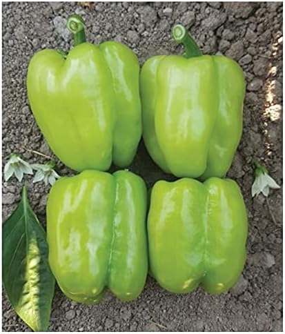 TARIM Ata Tohumu Tatlı Kandil Dolma Biberi 100 Adet Tohum