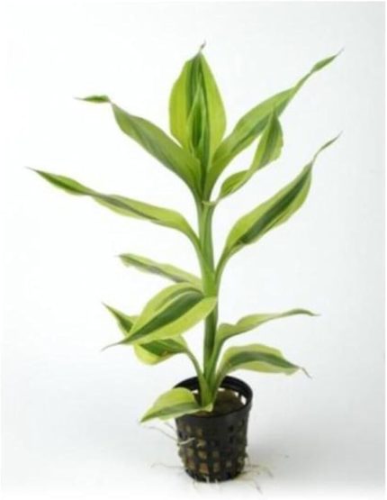 Sanderiana White Saksı Canlı Bitki