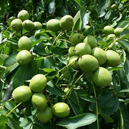 Paket Tüplü Aşılı Bol Verimli Fernor Ceviz Fidanı