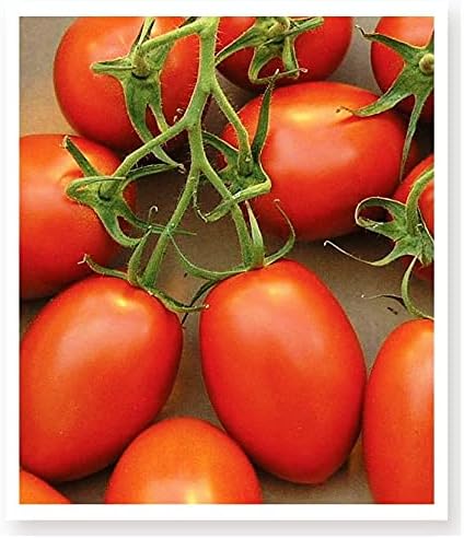 TARIM ATA TOHUMU YERLİ DOĞAL BURSA DOMATESİ 100 ADET TOHUM