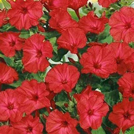 Paket Bright Red Akşam Sefası Çiçeği Tohumu(20 tohum)