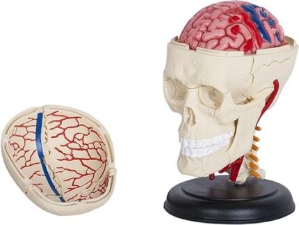 3D kafatası ve beyin modeli – detaylı, sökülebilir anatomi modeli, stantlı – öğrenciler, öğrenciler ve doktorlar için tıbbi eğitim modeli