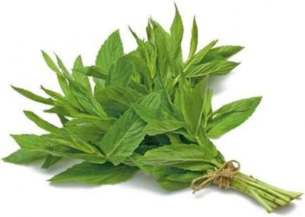 Yayılıcı Yediveren Nane Tohumu 100 Adet Tohum