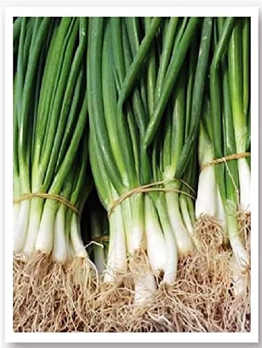 TARIM Ata Tohumu Yerli Yeşil Soğan Bostan Tohumu 1000 Adet Tohum