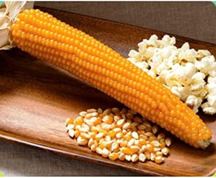 TARIM Patlak Mısır Popcorn Cin Mısır Tohumu 50 Adet Tohum