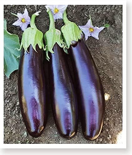 TARIM ATA TOHUMU YÖRESEL KEMER PATLICAN TOHUMU 100 ADET TOHUM