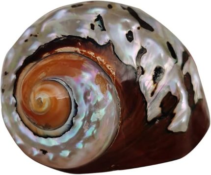 Deniz Kabuğu, Plaj Deniz Kabukları, Doğal Güney Afrika Semenderi Deniz Kabuğu Akvaryum Balık Tankı Süsleme El Sanatları Koleksiyoncusu Düğün Plaj Temalı Parti Dekoru için(5.5cm)