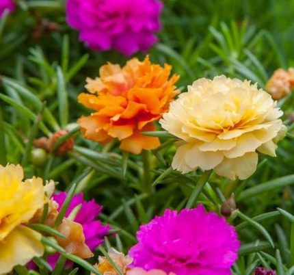 İpek Çiçeği Tohumu (Katmerli Büyük Çiçekli) Karışık Renkli - 40 Tohum