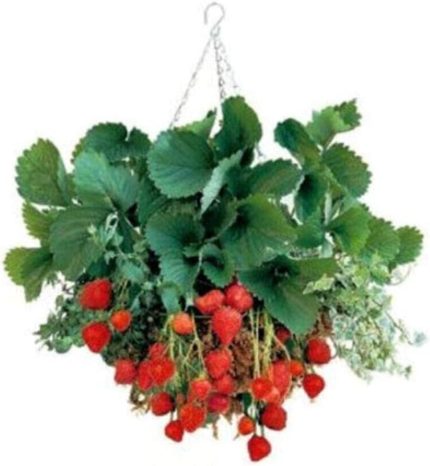 Mevsim Yediveren Çilek Tohumu Ekim Seti Saksı Toprak 10 Adet Tohum Kombin