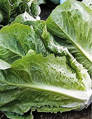 TARIM Ata Tohumu Marul Yedıkule 1000 Adet Tohum