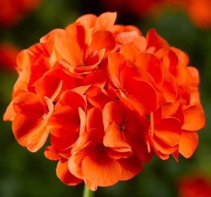 Sardunya Tohumu (Büyük Çiçek, Kokulu Yaprak) Turuncu Renkli - 5 Tohum