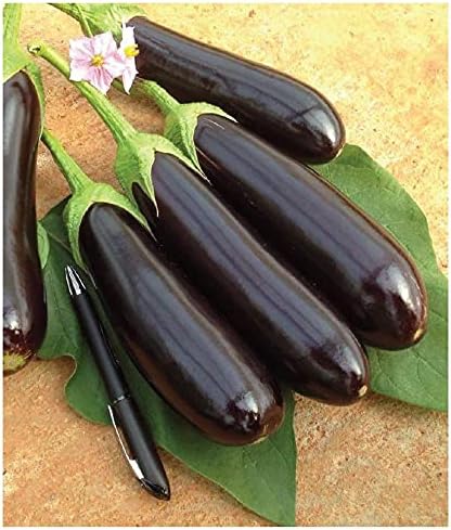 Tarım Ata Tohumu Yöresel Patlıcan Aydın Siyahı 100 Adet Tohum