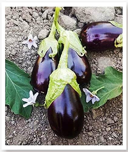 TARIM Ata Tohumu Yöresel Doğal Topak Patlıcan Adana 100 Ad Tohum