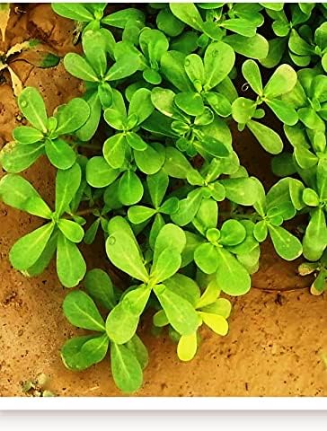 TARIM Ata Tohumu Yerli Semizotu 2000 Adet Tohum