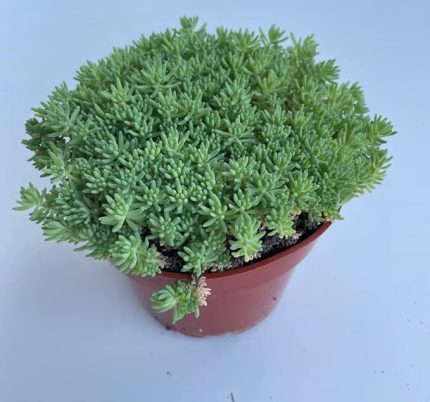 Sedum Tohumu (İri Damarlı Yapraklar) Yeşil Renkli - 15 Tohum