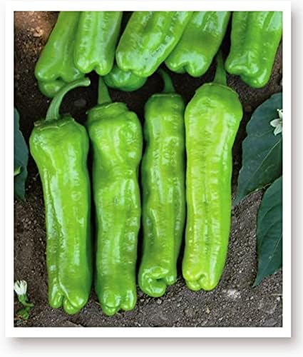 TOHUMU YEŞİL BİBER MAZAMORT 100 ADET TOHUM