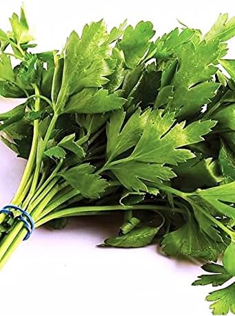 TARIM Ata Tohumu Yerli Maydanoz 2500 Tohum