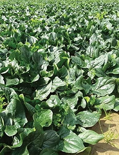 TARIM Ata Tohumu Yerli Ispanak Tohumu 500 Adet Tohum