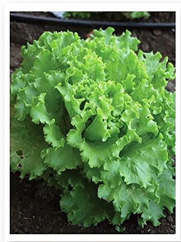 TARIM Ata Tohumu Yerli Marul Arapsaçı 1000 Adet Tohum