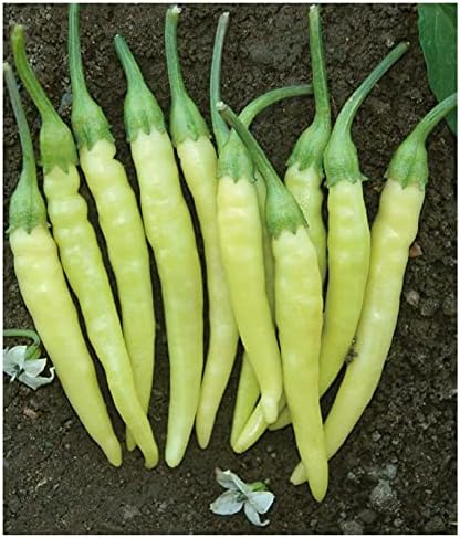 TARIM ATA TOHUMU YERLİ TURŞULUK ACI BİBER 100 AD TOHUM