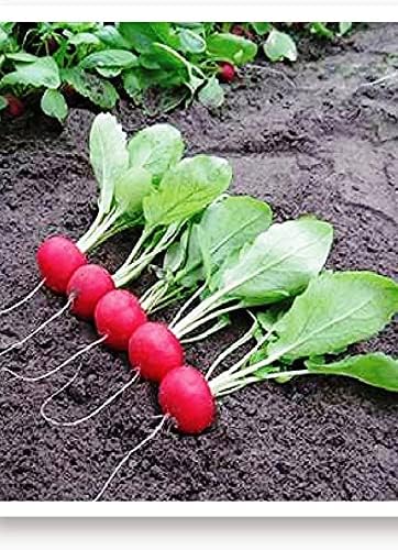 TARIM Ata Tohumu Yerli Fındık Turp 500 Adet Tohum