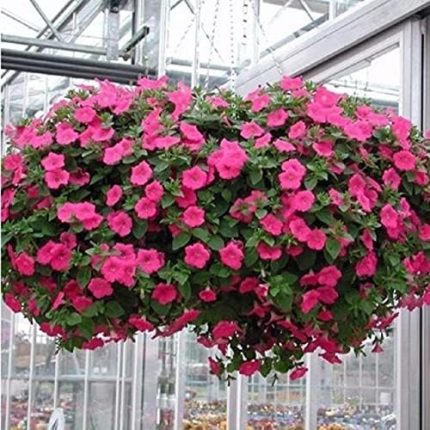 Tohum Sarkıcı Snowball Petunya Çiçeği (100 tohum)