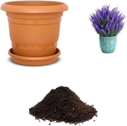 Look Mor Kokulu Ingiliz Lavanta Tohumu Ekim Seti TH-dshnllkset043