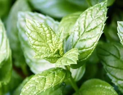 Nane (+250 Tohum) - Akgen