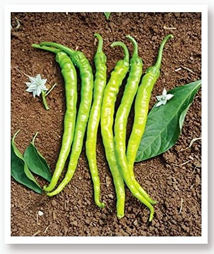 TARIM Ata Tohumu Yöresel Sivri Biber Acı Ilıca 100 Adet Tohum