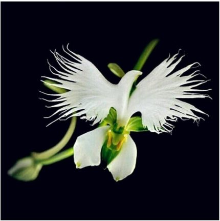 Look Nadir Japon Radiata Orkide Tohumu 5 Adet Tohum Çiçek Tohumu TH-8777963100094