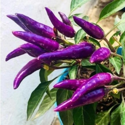 Cin Turşuluk Sofralık Acı Biber Fidesi (5 adet)