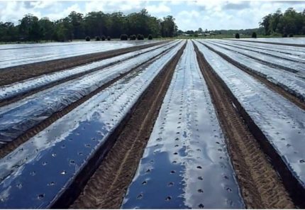 Naylonu Uzunluk 5 Metre Eni 130 Cm Çilek Naylonu Malç Örtüsü Çilek Örtüsü Siyah Malç Naylon